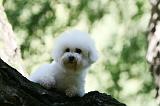 BICHON FRISE 593